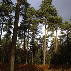 DALBY FOREST